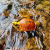 AHB Series 19 - Golden Coin Turtle – Cuora trifasciata | Turtle