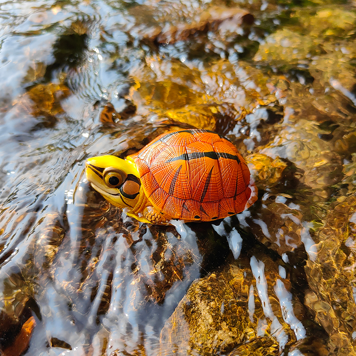 AHB Series 19 - Golden Coin Turtle – Cuora trifasciata | Turtle