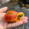 AHB Series 19 - Golden Coin Turtle – Cuora trifasciata | Turtle