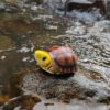 AHB-TURTLE-V19-05_04 AHB Series 19 - Golden-headed Box Turtle – Cuora aurocapitata | Turtle