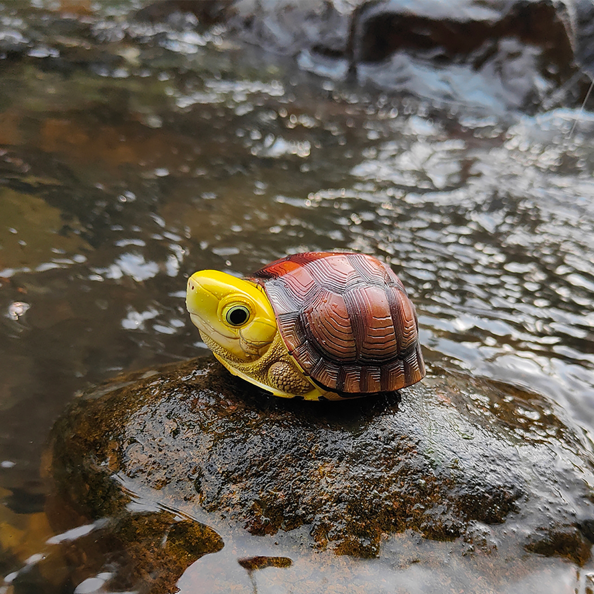 AHB Series 19 - Golden-headed Box Turtle – Cuora aurocapitata | Turtle