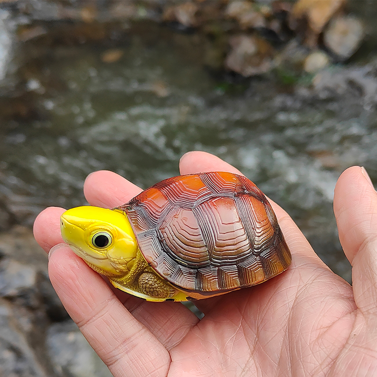 AHB-TURTLE-V19-05_05 AHB Series 19 - Golden-headed Box Turtle – Cuora aurocapitata | Turtle