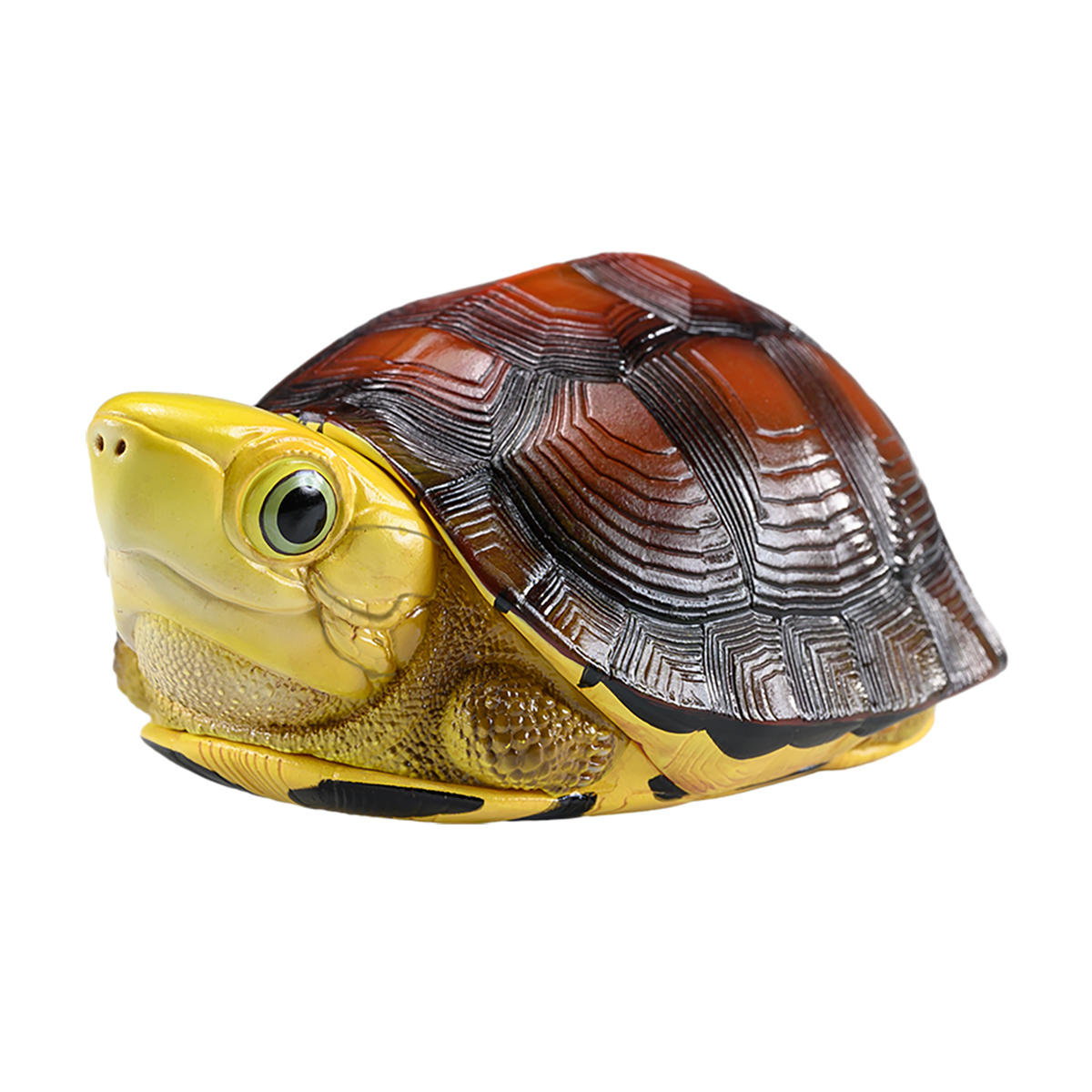 AHB-TURTLE-V19-05_06 AHB Series 19 - Golden-headed Box Turtle – Cuora aurocapitata | Turtle