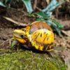 AHB Series 19 - Indochinese Box Turtle – Cuora galbinifrons | Turtle