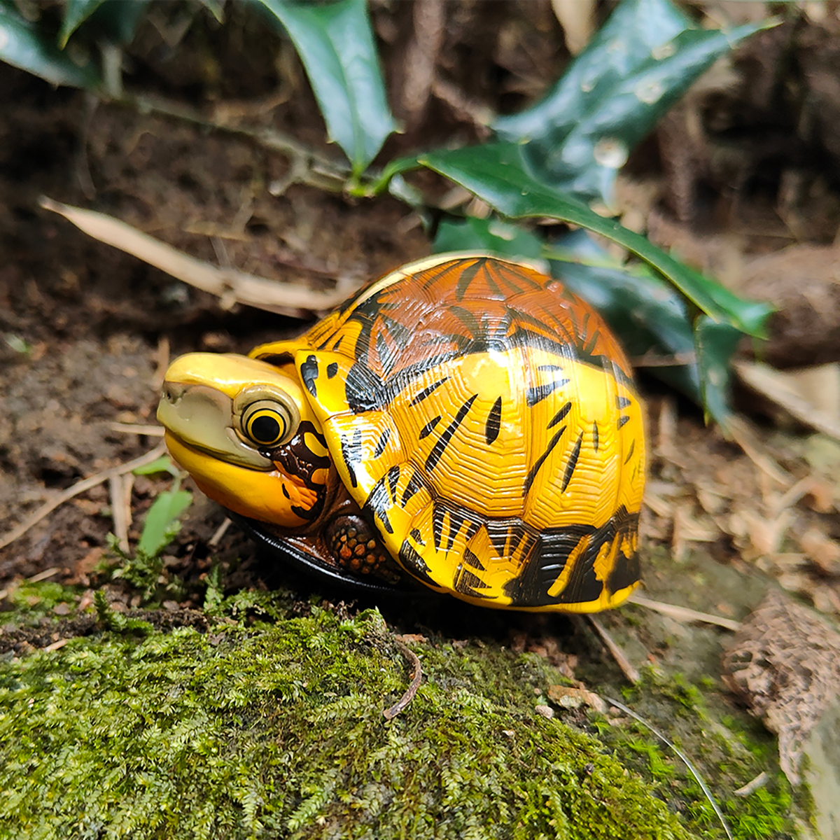 AHB Series 19 - Indochinese Box Turtle – Cuora galbinifrons | Turtle