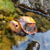 AHB Series 19 - Jagged-shelled Turtle – Cuora mouhotii | Turtle