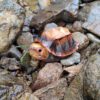 AHB Series 19 - Jagged-shelled Turtle – Cuora mouhotii | Turtle