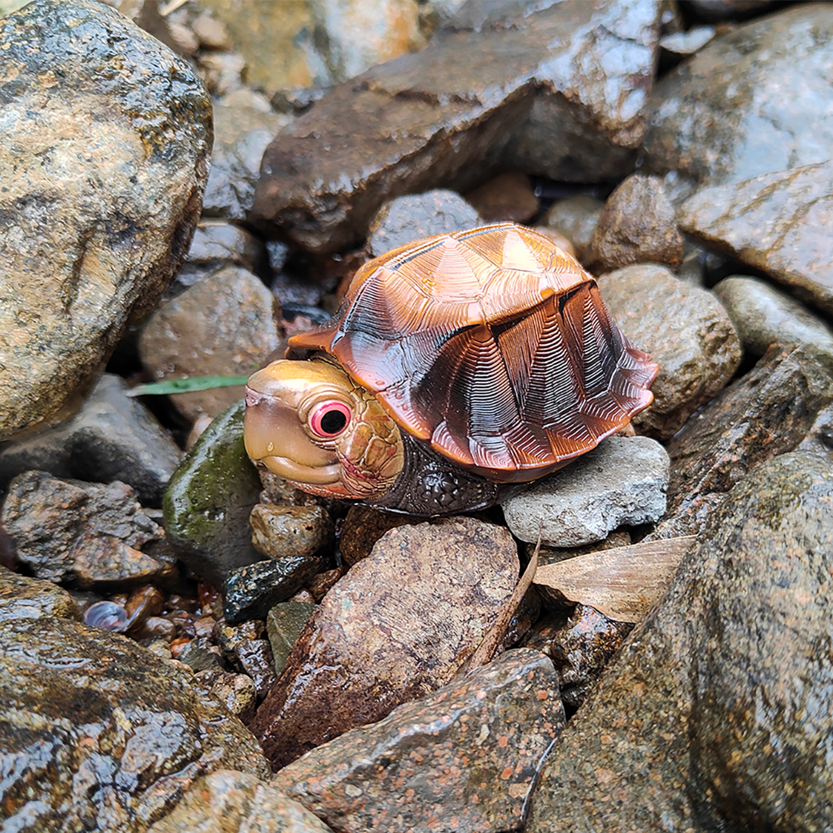 AHB Series 19 - Jagged-shelled Turtle – Cuora mouhotii | Turtle