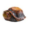 AHB Series 19 - Jagged-shelled Turtle – Cuora mouhotii | Turtle