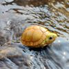 AHB Series 19 - Yellow Pond Turtle – Mauremys mutica | Turtle