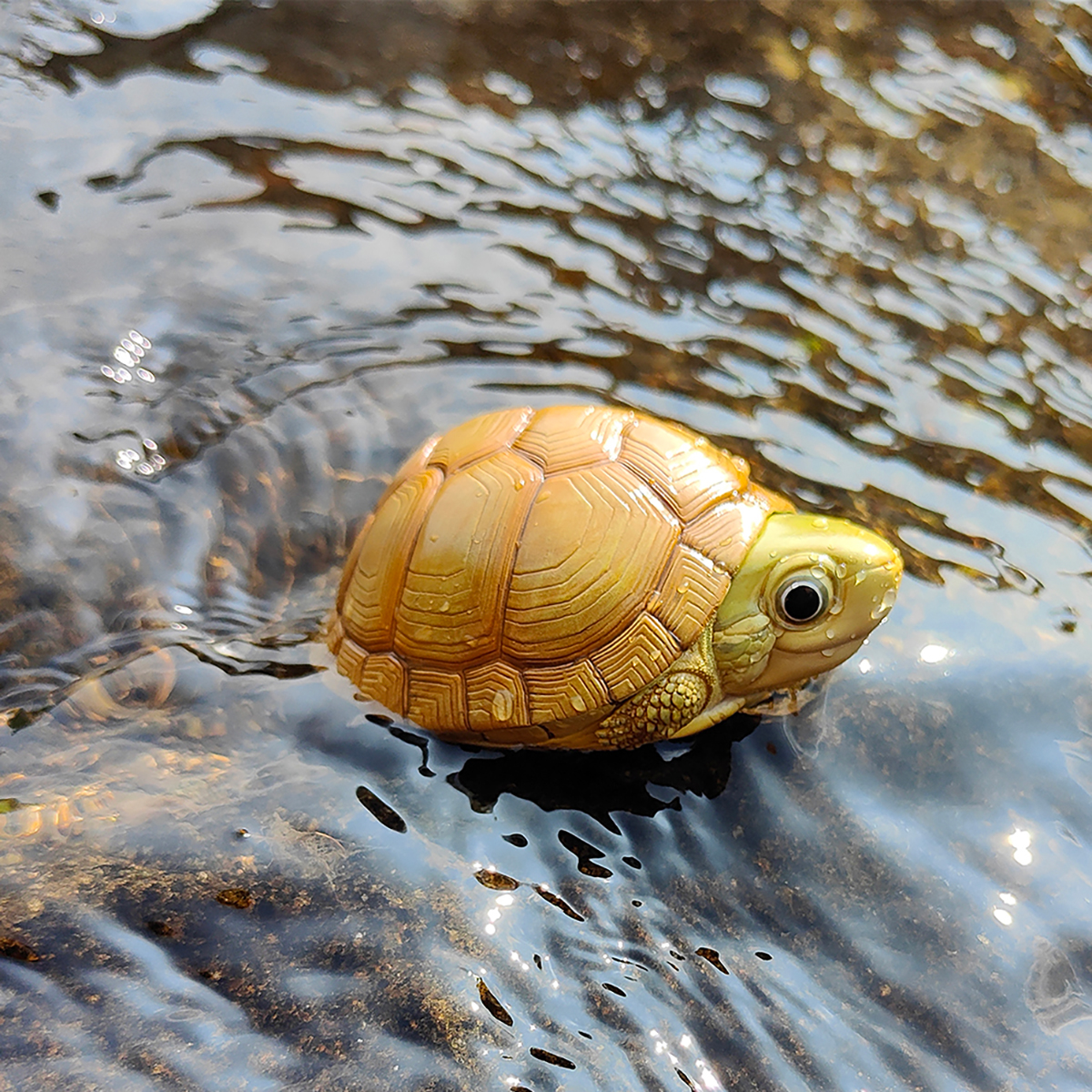 AHB Series 19 - Yellow Pond Turtle – Mauremys mutica | Turtle