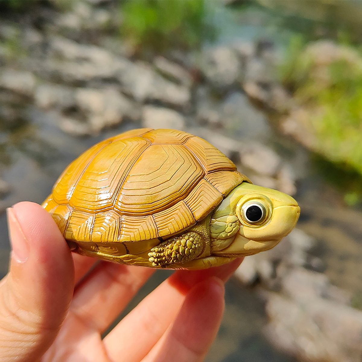 AHB Series 19 - Yellow Pond Turtle – Mauremys mutica | Turtle