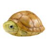 AHB Series 19 - Yellow Pond Turtle – Mauremys mutica | Turtle