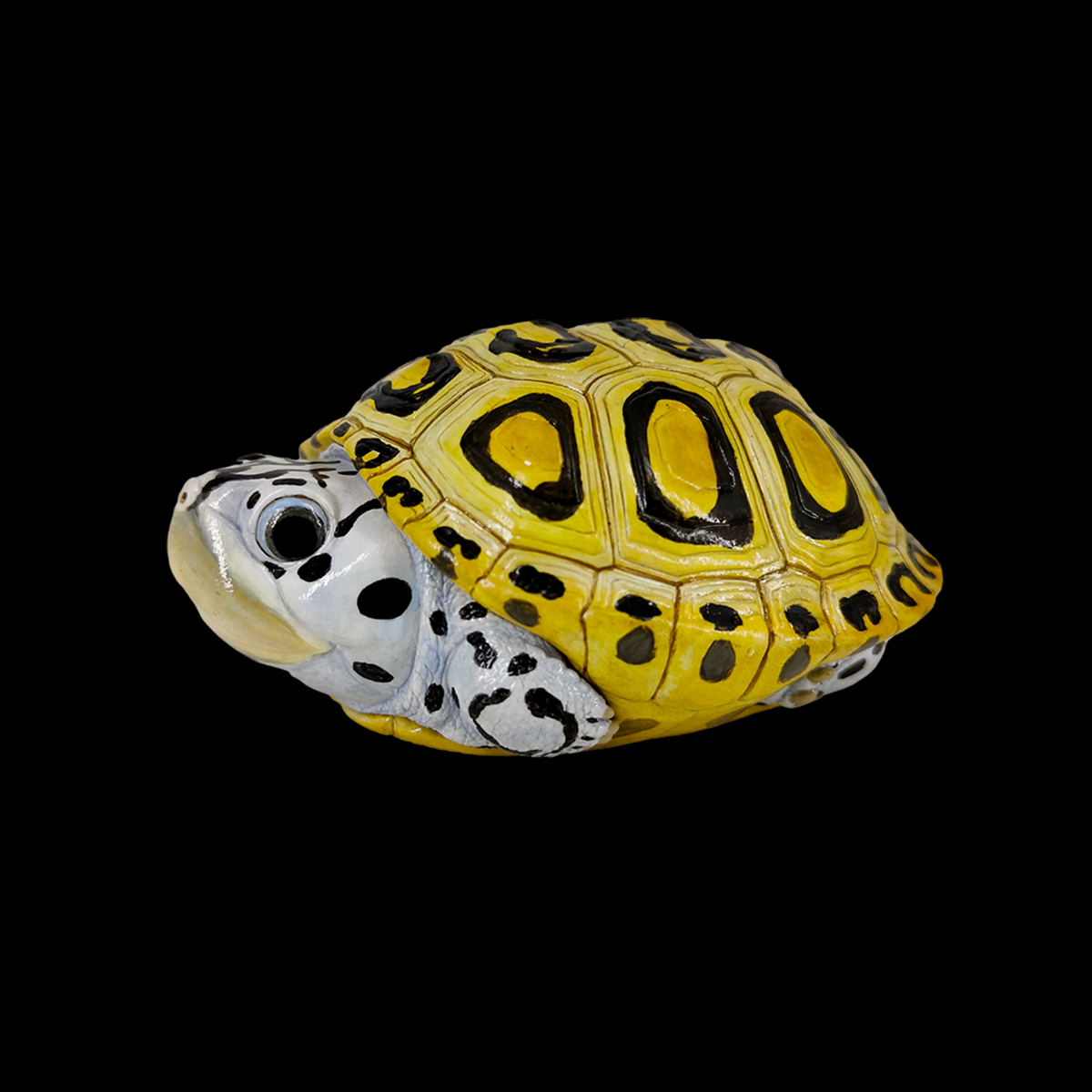 AHB Series 19 - Diamondback Terrapin – Malaclemys terrapin centrata | Turtle