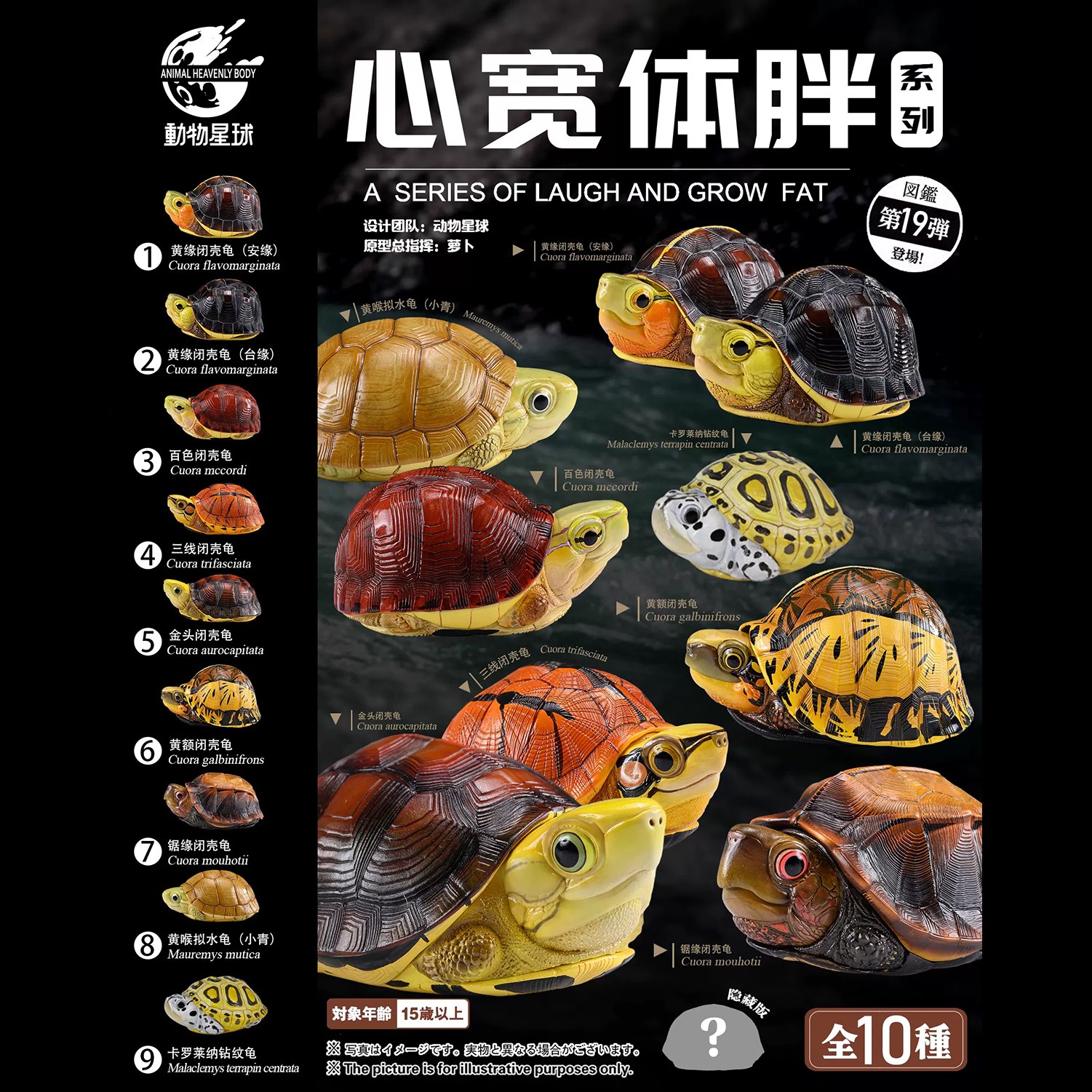 AHB Series 19 - Vietnamese Leaf Turtle – Geoemyda spengleri | Turtle
