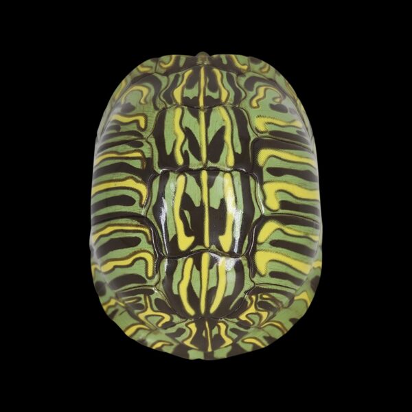 AHB Series 3 - Red-eared Slider – Trachemys scripta elegans | Turtle