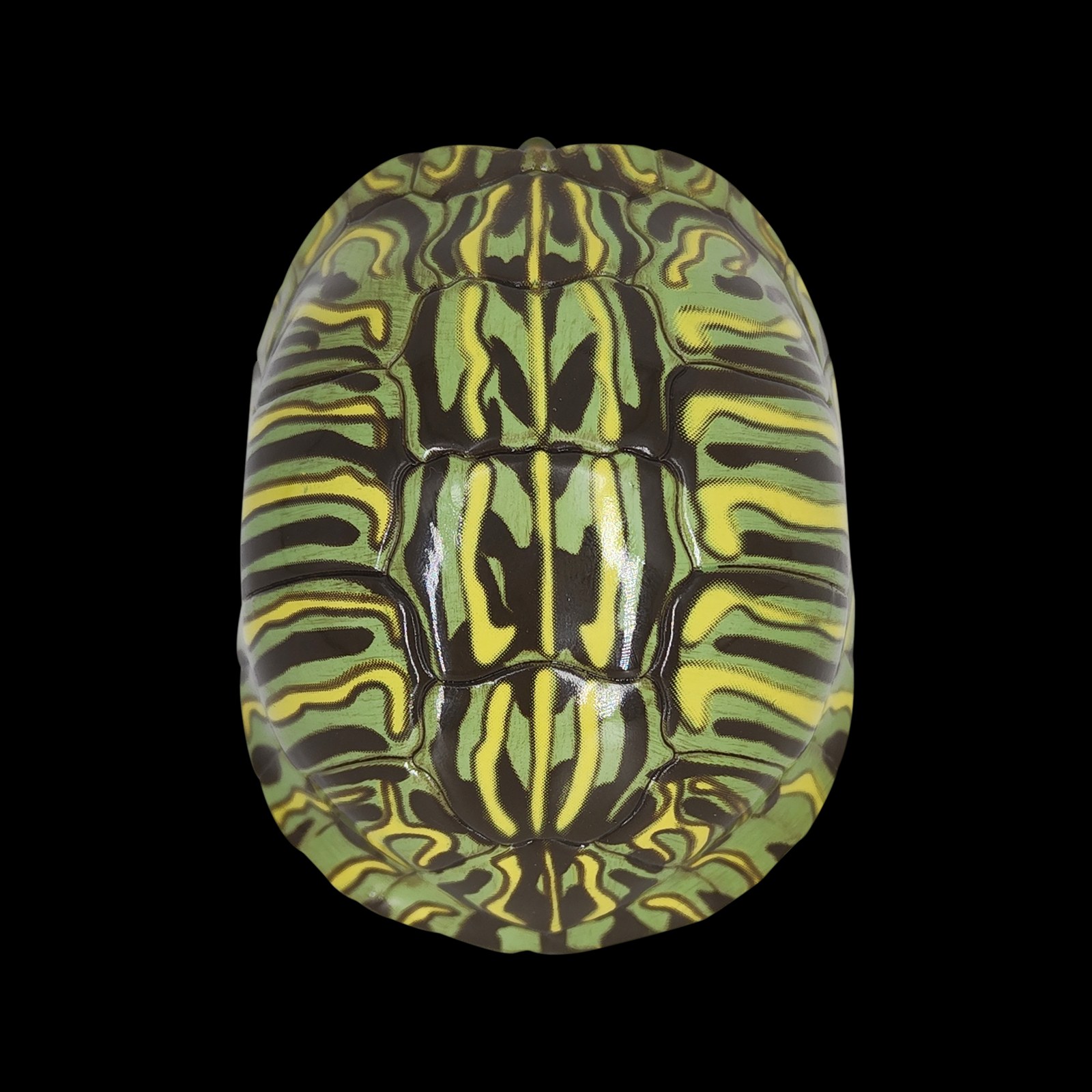 AHB Series 3 - Red-eared Slider – Trachemys scripta elegans | Turtle
