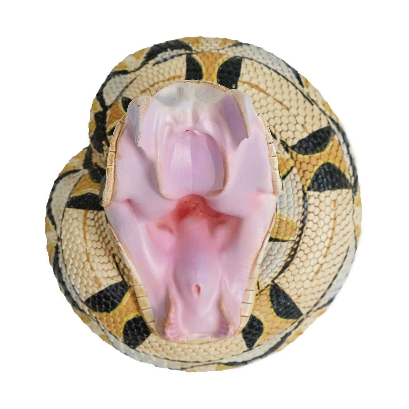 AHB-V5-Hidden_02-2a7fcd39 AHB Series 5 - West African Gaboon Viper – Bitis rhinoceros | Snake