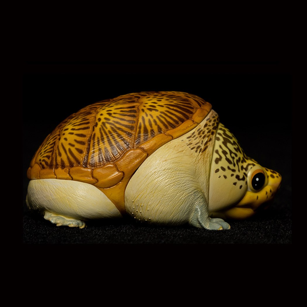 AHB-V8-01_02-a54efe26 AHB Series 8 - Narrow-Bridged Musk Turtle – Claudius angustatus | Turtle
