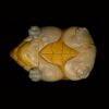 AHB-V8-01_05-bb81b23c AHB Series 8 - Narrow-Bridged Musk Turtle – Claudius angustatus | Turtle