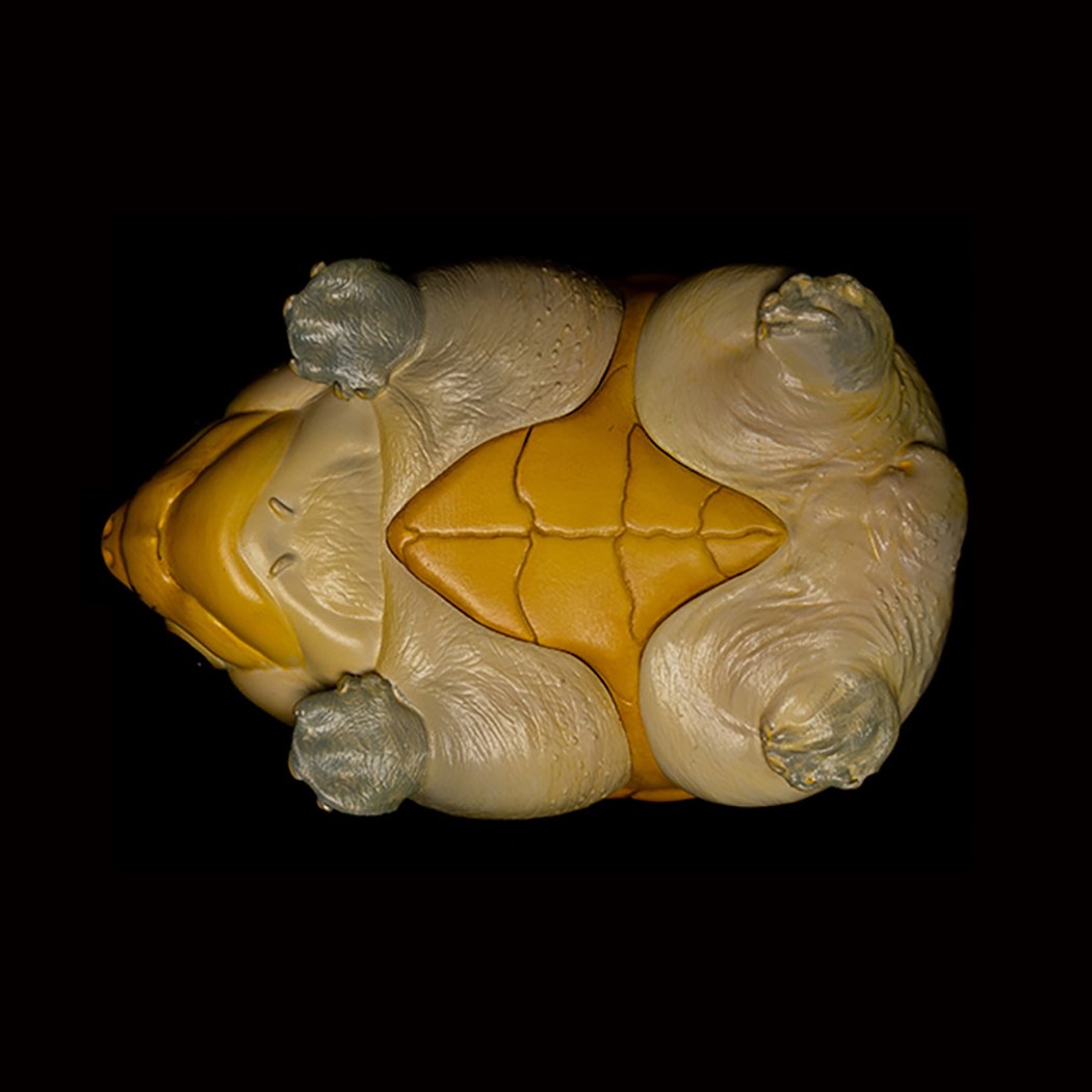 AHB-V8-01_05-bb81b23c AHB Series 8 - Narrow-Bridged Musk Turtle – Claudius angustatus | Turtle