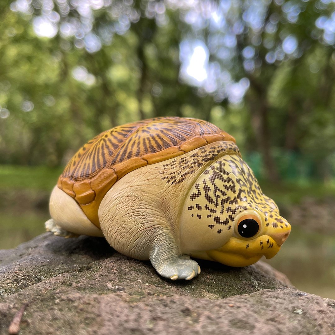 AHB Series 8 - Narrow-Bridged Musk Turtle – Claudius angustatus | Turtle