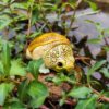 AHB-V8-01_09-d0d382f1 AHB Series 8 - Narrow-Bridged Musk Turtle – Claudius angustatus | Turtle