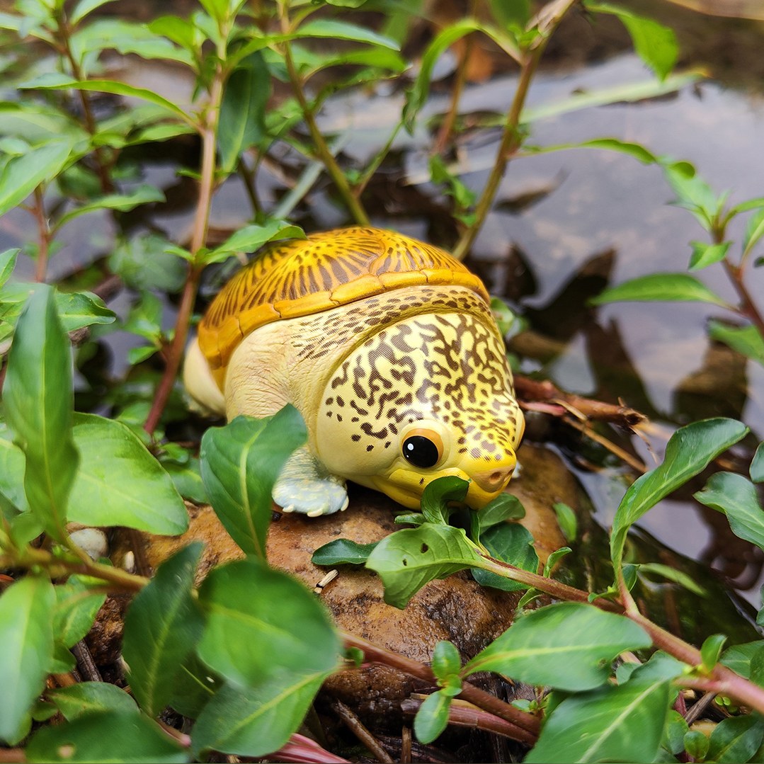 AHB-V8-01_09-d0d382f1 AHB Series 8 - Narrow-Bridged Musk Turtle – Claudius angustatus | Turtle
