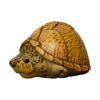 AHB Series 8 - Razor-backed Musk Turtle – Sternotherus carinatus | Turtle