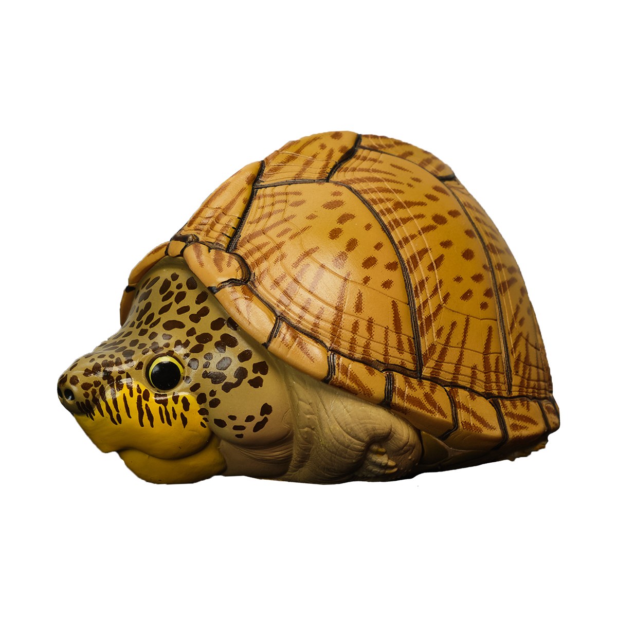 AHB Series 8 - Razor-backed Musk Turtle – Sternotherus carinatus | Turtle
