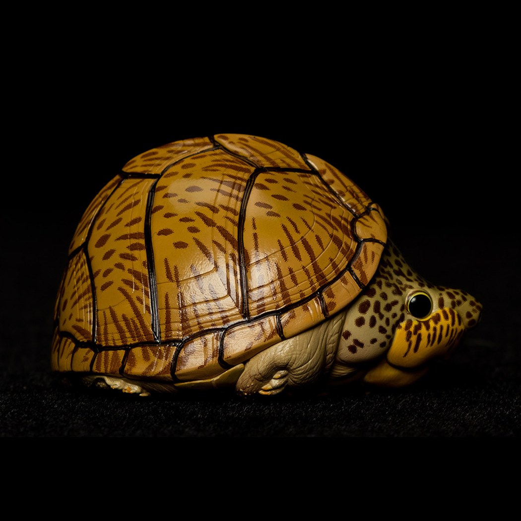 AHB Series 8 - Razor-backed Musk Turtle – Sternotherus carinatus | Turtle