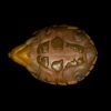 AHB Series 8 - Razor-backed Musk Turtle – Sternotherus carinatus | Turtle