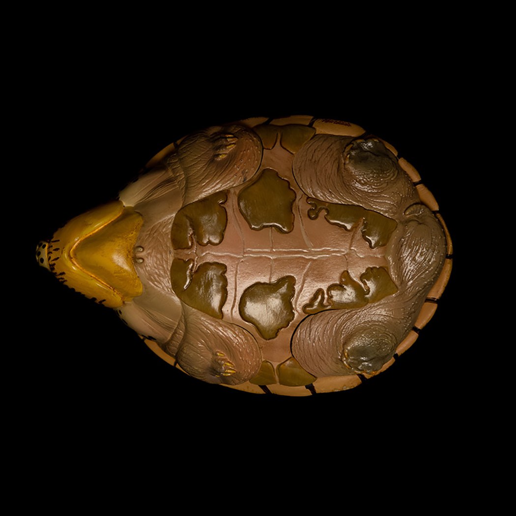 AHB Series 8 - Razor-backed Musk Turtle – Sternotherus carinatus | Turtle