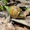 AHB Series 8 - Razor-backed Musk Turtle – Sternotherus carinatus | Turtle