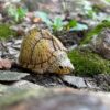AHB Series 8 - Razor-backed Musk Turtle – Sternotherus carinatus | Turtle