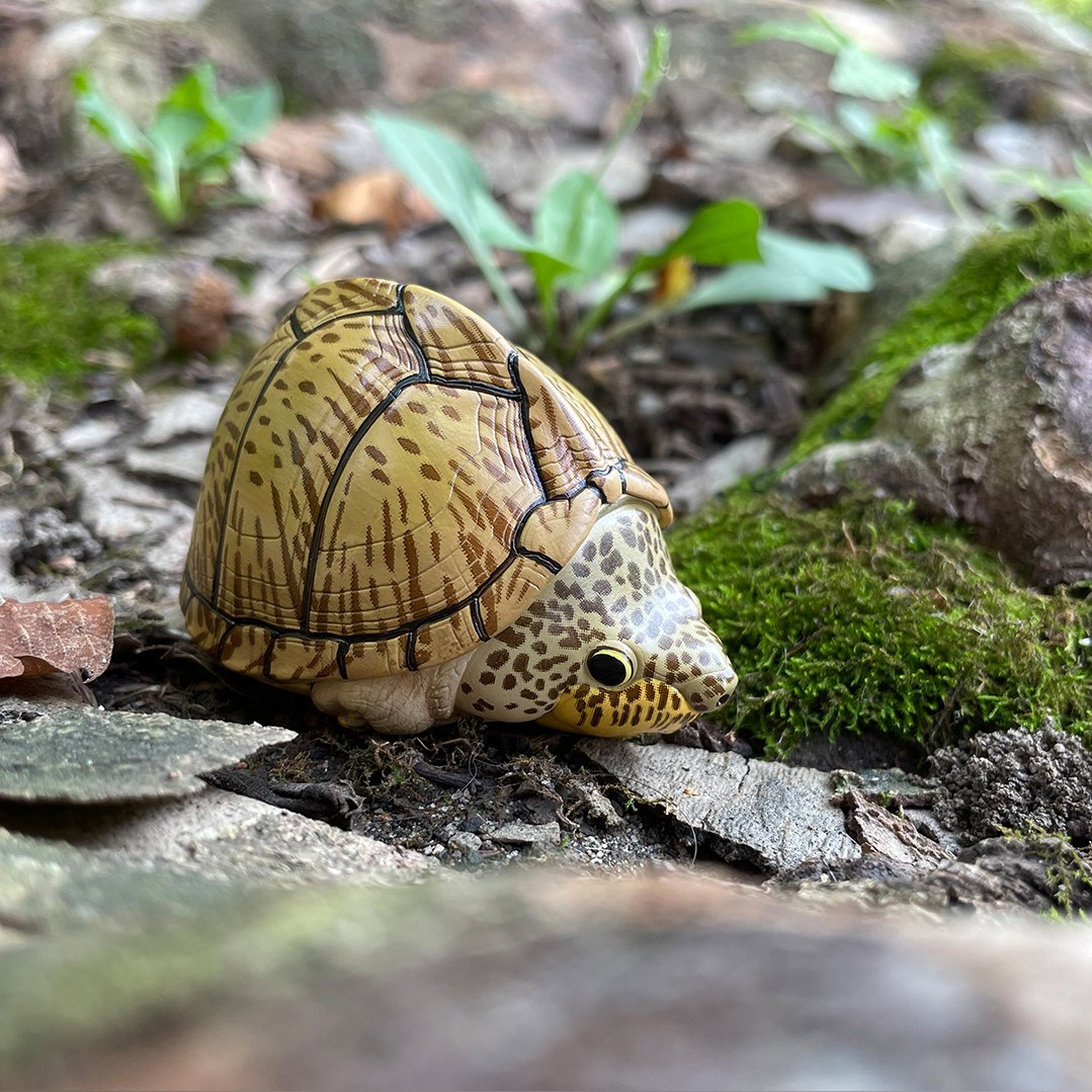 AHB Series 8 - Razor-backed Musk Turtle – Sternotherus carinatus | Turtle