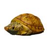 AHB Series 8 - Giant Musk Turtle – Staurotypus salvinii | Turtle