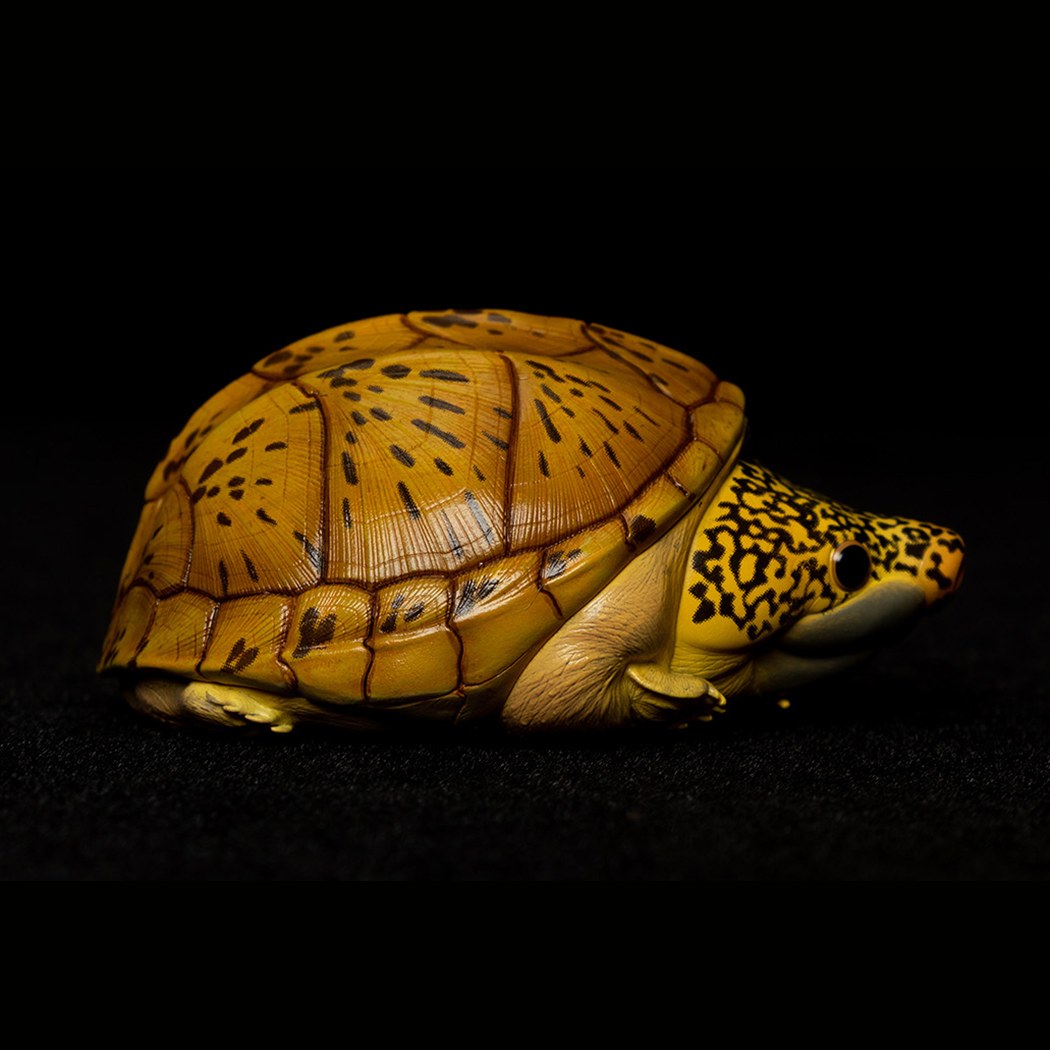 AHB Series 8 - Giant Musk Turtle – Staurotypus salvinii | Turtle