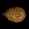 AHB Series 8 - Giant Musk Turtle – Staurotypus salvinii | Turtle