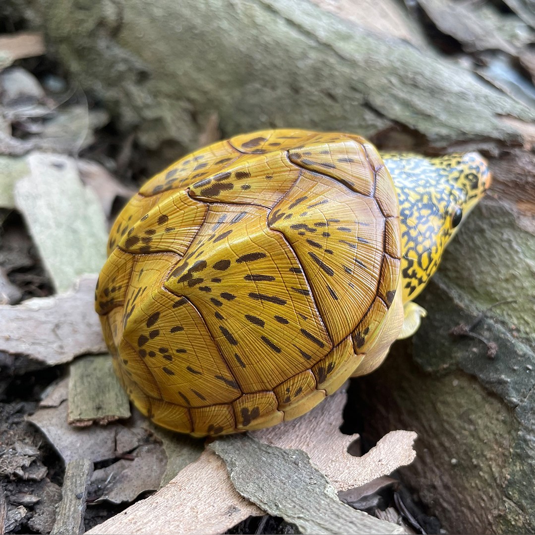 AHB Series 8 - Giant Musk Turtle – Staurotypus salvinii | Turtle