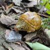 AHB Series 8 - Giant Musk Turtle – Staurotypus salvinii | Turtle