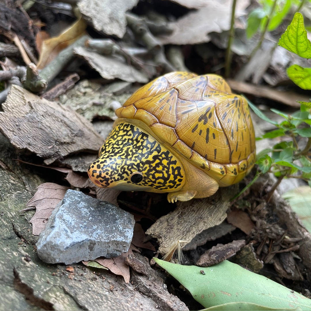 AHB Series 8 - Giant Musk Turtle – Staurotypus salvinii | Turtle