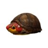 AHB-V8-04_01-97cd48cb AHB Series 8 - Red-cheeked Mud Turtle – Kinosternon scorpioides cruentatum | Turtle