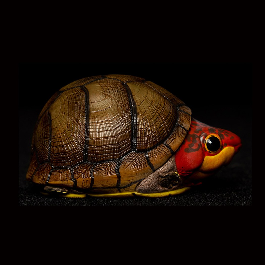 AHB-V8-04_02-12f7ba18 AHB Series 8 - Red-cheeked Mud Turtle – Kinosternon scorpioides cruentatum | Turtle