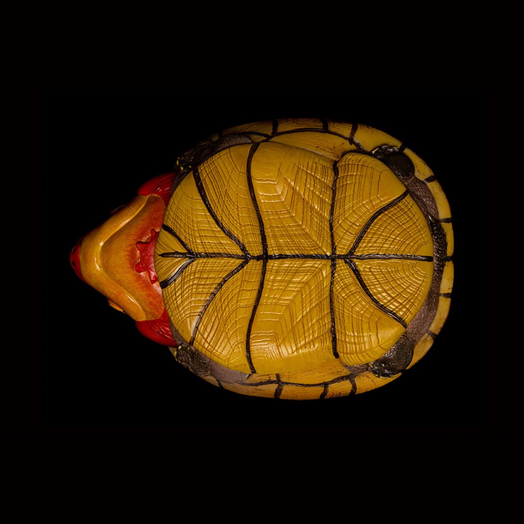 AHB-V8-04_05-052da350 AHB Series 8 - Red-cheeked Mud Turtle – Kinosternon scorpioides cruentatum | Turtle