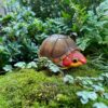 AHB-V8-04_06-f21fcefe AHB Series 8 - Red-cheeked Mud Turtle – Kinosternon scorpioides cruentatum | Turtle