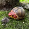 AHB-V8-04_07-338b18c2 AHB Series 8 - Red-cheeked Mud Turtle – Kinosternon scorpioides cruentatum | Turtle