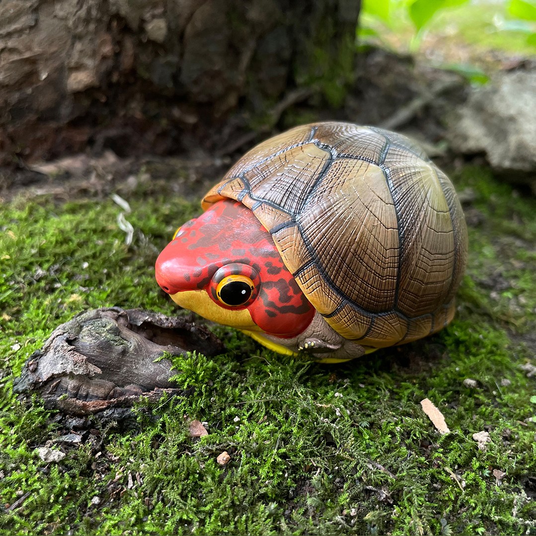 AHB-V8-04_07-338b18c2 AHB Series 8 - Red-cheeked Mud Turtle – Kinosternon scorpioides cruentatum | Turtle