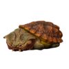 AHB Series 8 - Matamata Turtle – Chelus fimbriata | Turtle