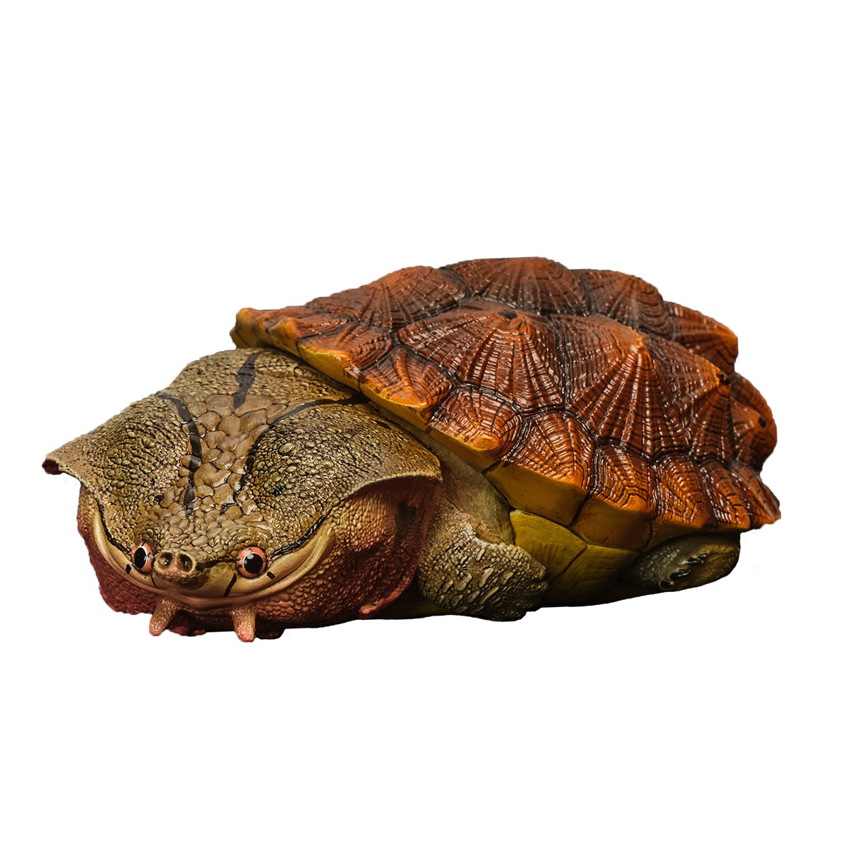 AHB Series 8 - Matamata Turtle – Chelus fimbriata | Turtle
